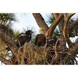 Sophocles Mark T - Other in Paoli