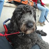 Amazing Tails LLC Inc - Pet Services in Oxford