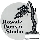 Bonsai-Rosade Studio - Other in New Hope