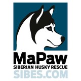 Mapaw Siberian Husky Rescue - Other in Boyertown