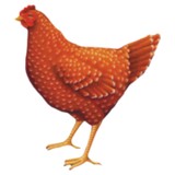 Speckled Hen Cottage Pub - Restaurants in Reading