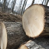 Tree Guys Tree Service - Tree Services in Glen Mills