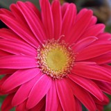 Linvilla Orchards - Other in Media