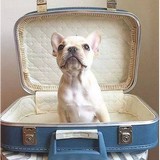 Dog Daze Canine Hair Design - Other in Doylestown