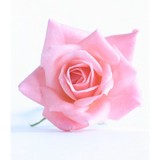 Heart Flowers Healing Center - Other in Doylestown