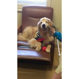 Kpets - Keystone Pet Enhanced Therapy Services - Pet Services in Lancaster