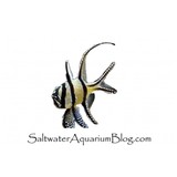 www.saltwateraquariumblog.com - Other in Harleysville
