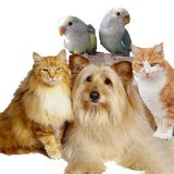 Chambersburg Animal Hospital - Car Dealers in Chambersburg
