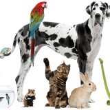 Palmyra Animal Clinic - Veterinarians/Vets in Palmyra