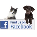 William M Lewis Dvm Pc - Veterinarians/Vets in Lancaster