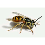 Akita Pest Control - Pest Control in Lancaster