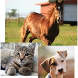 Liberty Vet Pets LLC - Veterinarians/Vets in Philadelphia