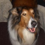 Jaye's Barkery - Other in Souderton