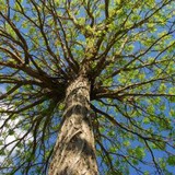 Steve Beck Tree and Stump Service - Tree Services in Hermitage