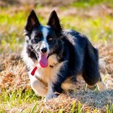 Geese Police Tri-State - Pest Control in Milford