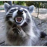 Patriot Pest Solutions LLC - Pest Control in Collegeville
