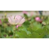 Rost & Assoc - Psychologist & Counsellor in Lancaster