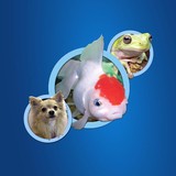Fins Feathers Paws & Claws - Pet Stores in Harleysville