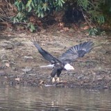 Fair Winds In The Forest - Other in Clarington