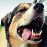 PHILLY Pet Pages - Pet Services in Philadelphia