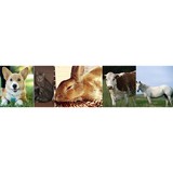Jamestown Veterinary Clinic - Other in Jamestown