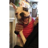 World of Animals - Veterinarians/Vets in Philadelphia