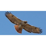Birding With Ruth - Other in Willow Grove
