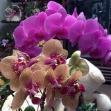 Coaches Florist - Other in Bethlehem