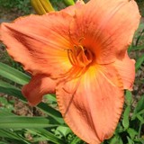 Wild Heart Studio - Other in Delta