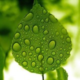 Artemis Botanicals - Florists in Washington