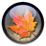 Thomas Galliovich Photography - Other in Vandergrift