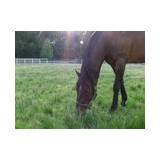 Standardbred Horse Sales CO - Other in Hanover