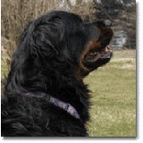 Greenholt Floor Covering - Other in Hanover