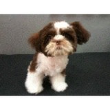 Grooming Table - Pet Groomers in Dallas