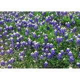 Bluebonnet Diaper Service LLC - Other in Valley View