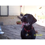 Pet Mom - Pet Stores in Carrollton