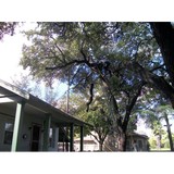 Above All Tree & Landscape C - Landscaping in San Antonio