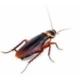 American Bug Patrol - Pest Control in Jacksonville