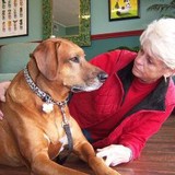 Pawtique Grooming - Pet Groomers in Dallas