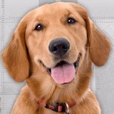 Poop Troop - Waste Removal Services & Management in Plano