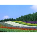 New Age Botanicals - Wholesale in Garland