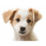 Petland Frisco - Pet Stores in Frisco