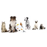 Westover Hills Animal Clinic - Veterinarians/Vets in San Antonio