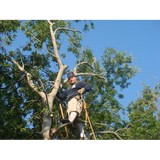 Bubba Tree Service - Tree Services in San Antonio