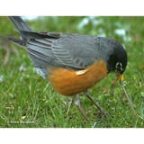 Early Bird Pest Control - Pest Control in San Antonio