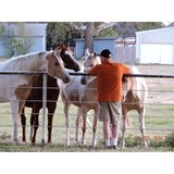 Kraskoy Arabians - Other in Farmersville