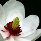 Magnolia Chiropractic - Chiropractors in Irving