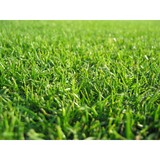 Lucky Lawn - Lawn Services in San Antonio