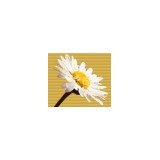 Cockroach Killer - Parsons Pest Control - Pest Control in Dallas