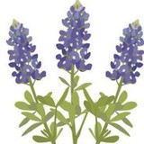 Wild Flower Family Dentistry - Dentists in Frisco